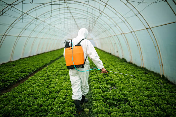Best Affordable Pest Control Services  in South Houston, TX