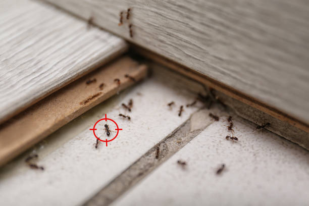 Best Residential Pest Control  in South Houston, TX