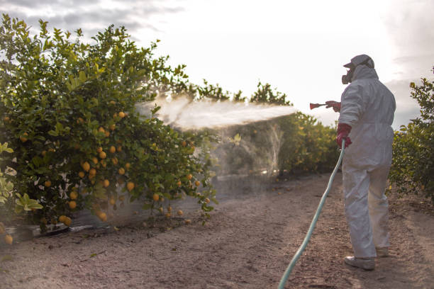 Best Pest Control Near Me in South Houston, TX
