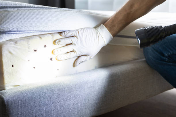 Best Rat Extermination Near Me  in South Houston, TX
