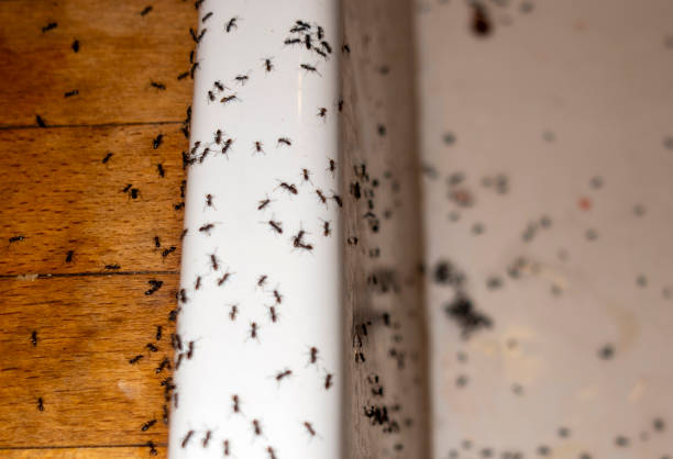 Trusted South Houston, TX Pest Control Experts