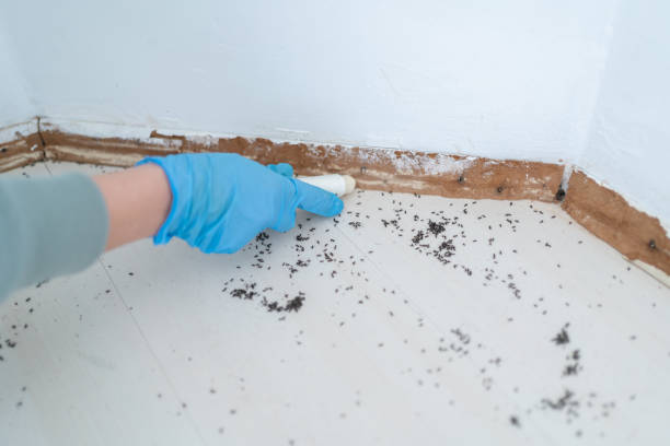 Pest Control Cost in South Houston, TX