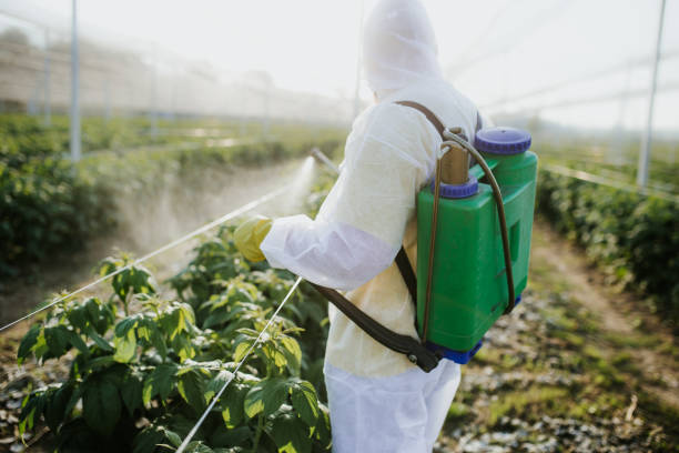 Best Affordable Pest Control Services  in South Houston, TX